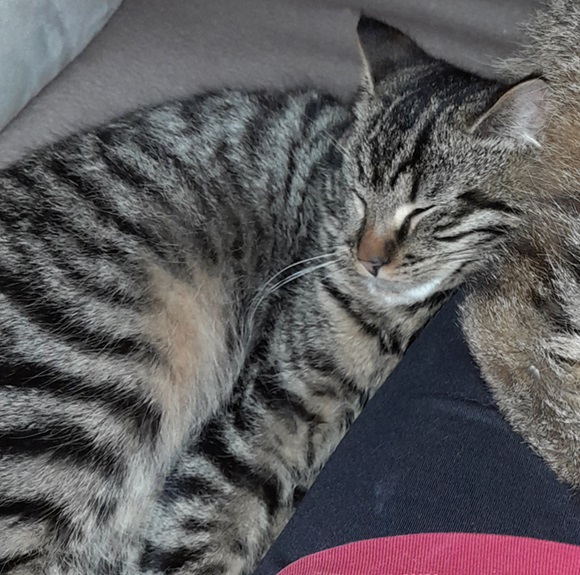 Fotos Kater - © privat